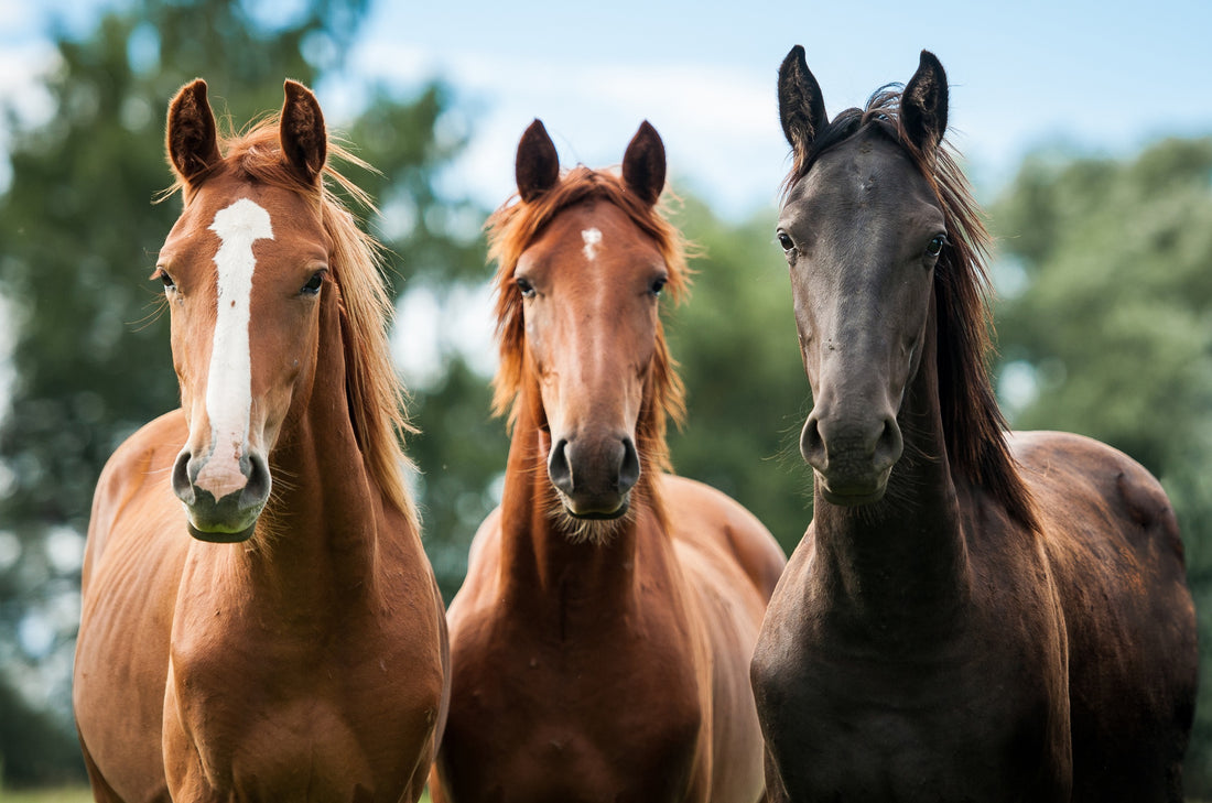 Checking Your Horse's Vital Signs