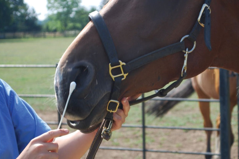 Outbreak Of Equine Influenza February 2019