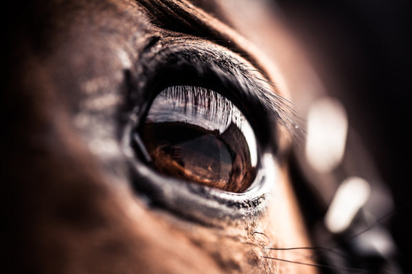 What Can Affect Your Horses Eye