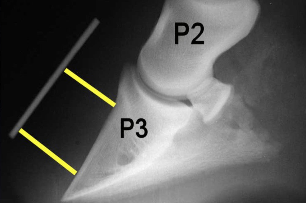 An In-depth Look At Laminitis