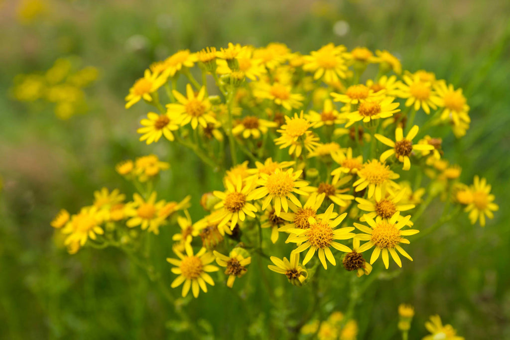 Ragwort - Know Your Stuff